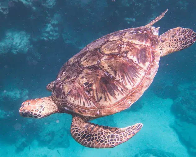 KiteSUP Adventure Snorkel Tour