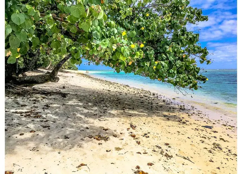 Aro'a Beachfront House photo 8