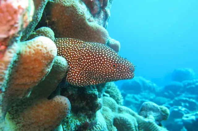 Dive Rarotonga Ltd photo 3