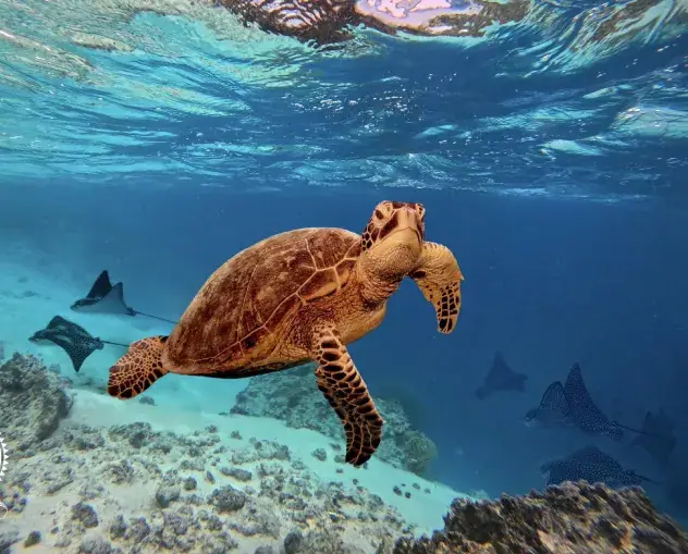 Rarotonga Turtle Tours
