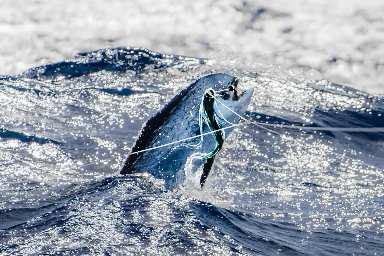 Game Fishing Rarotonga photo 3