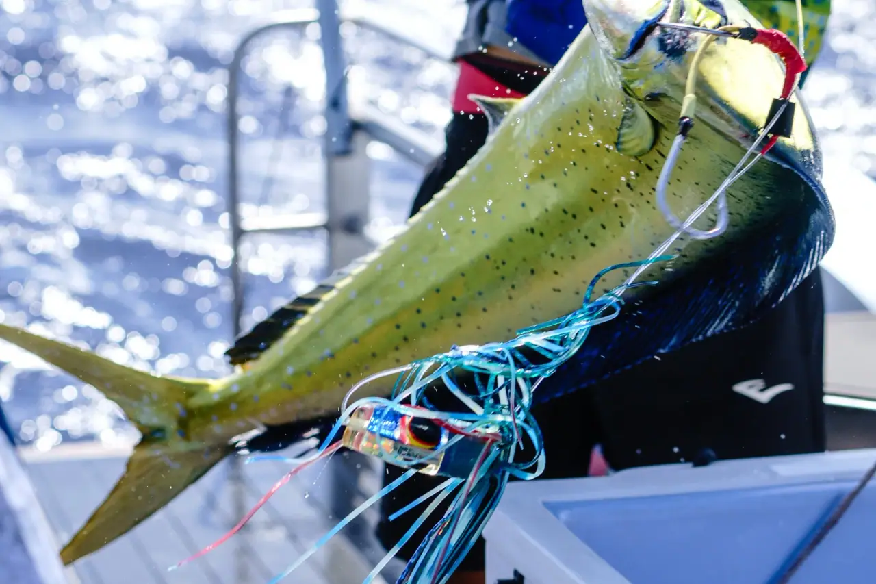 Game Fishing Rarotonga photo 5
