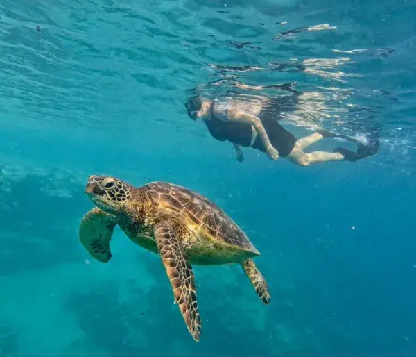 Rarotonga Turtle Tours photo 4