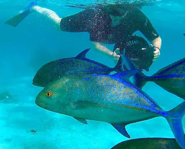 Lagoon Discovery Sea Scooter Safari with Ariki Adventures