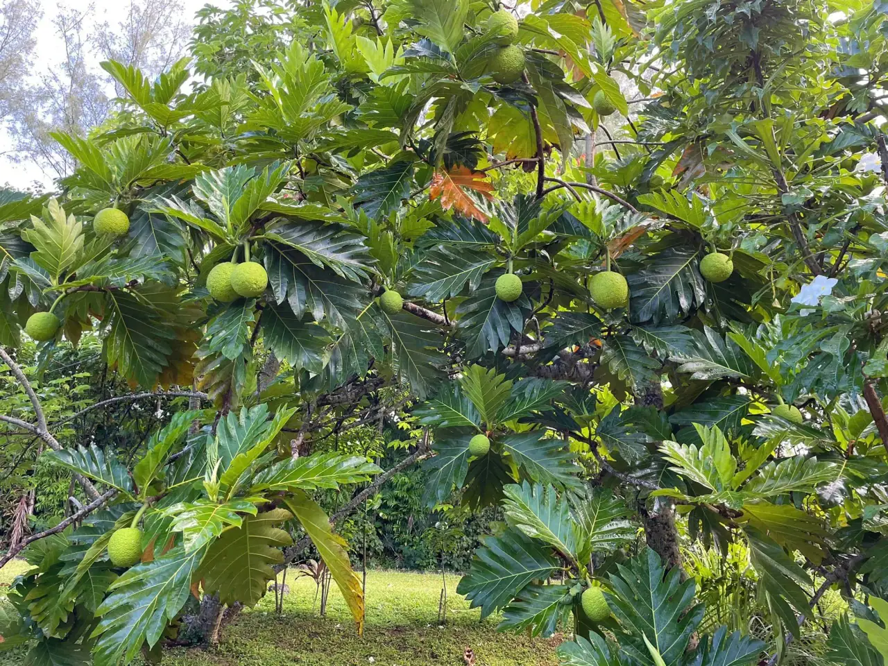 Maire Nui Gardens photo 6