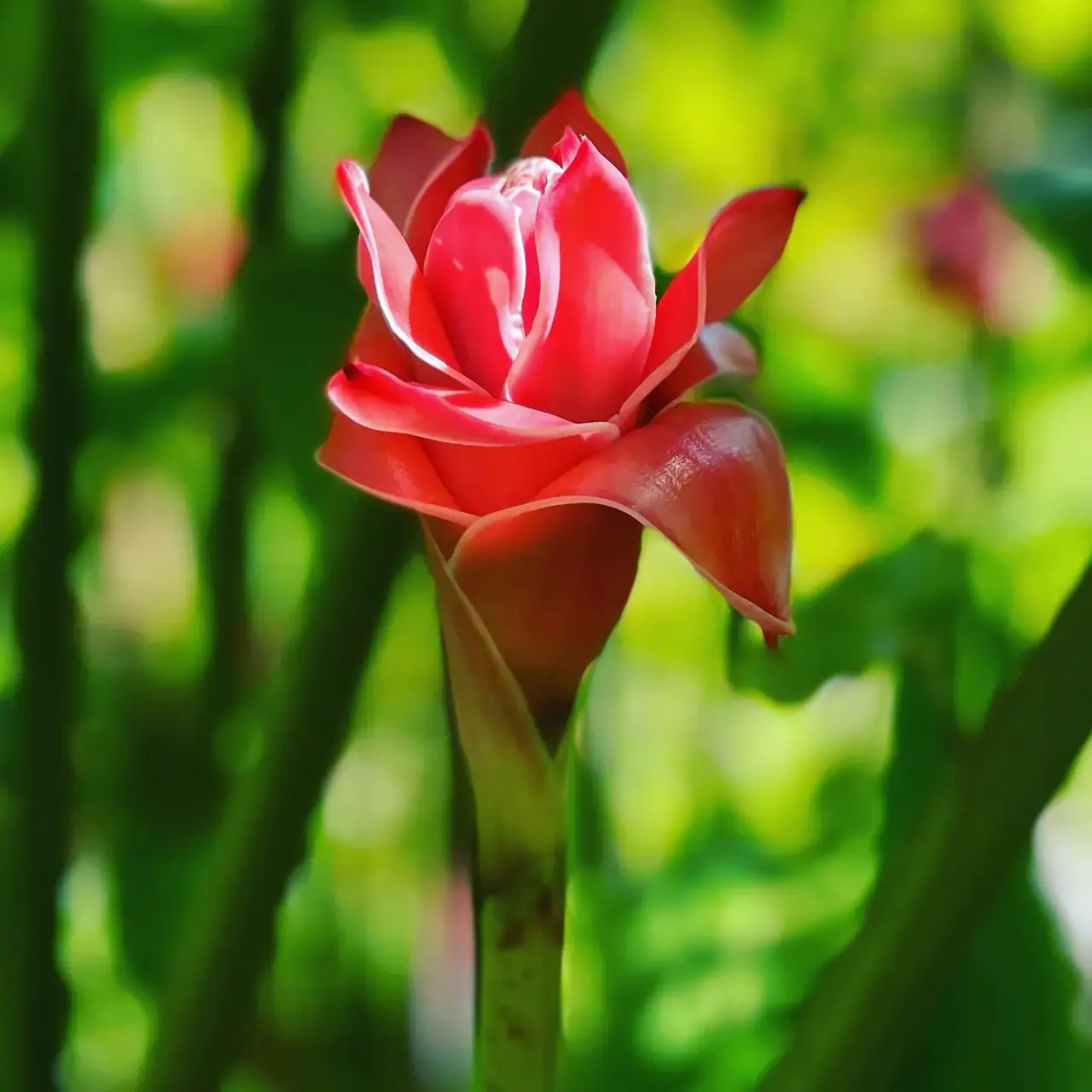Maire Nui Gardens photo 4