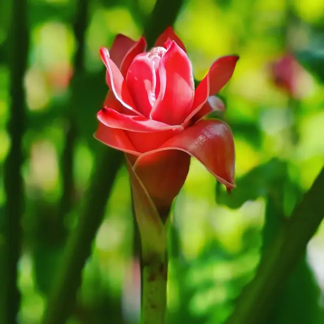 Maire Nui Gardens photo 4