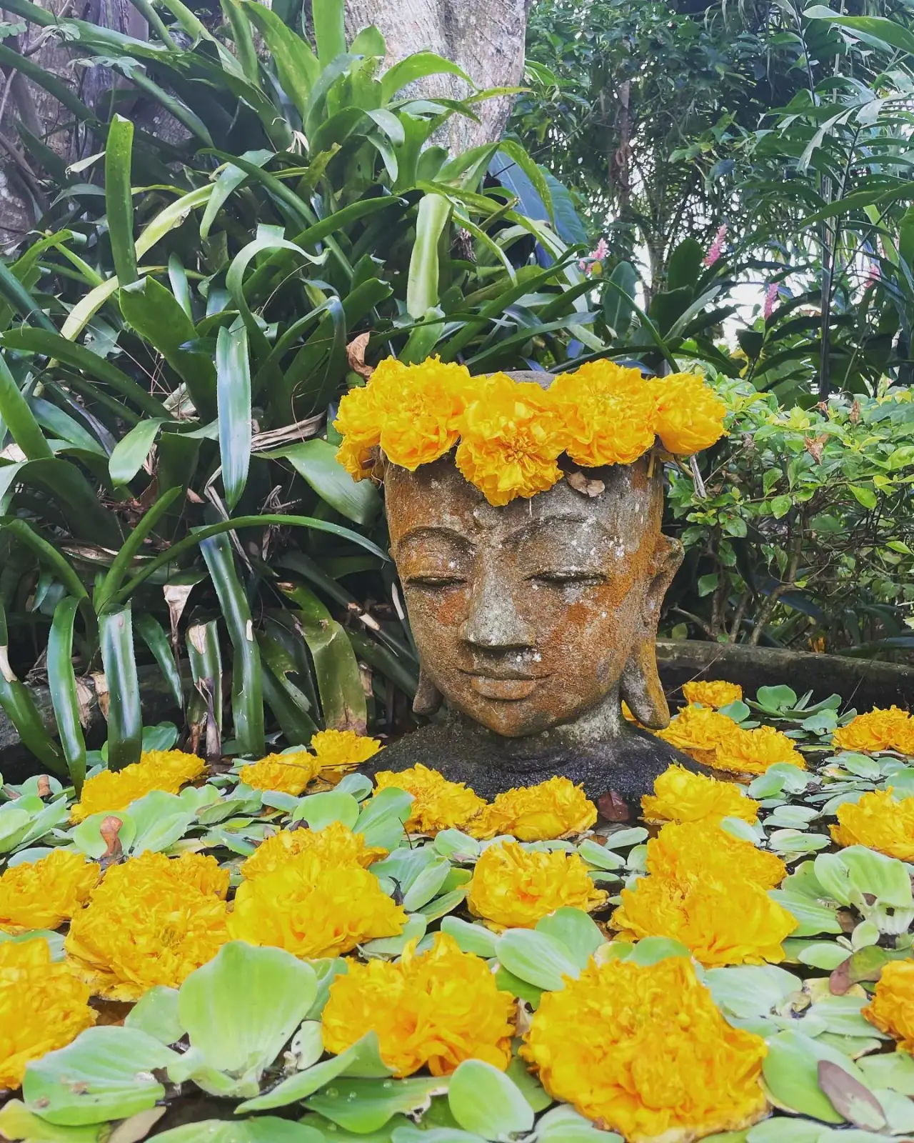 Maire Nui Gardens photo 5