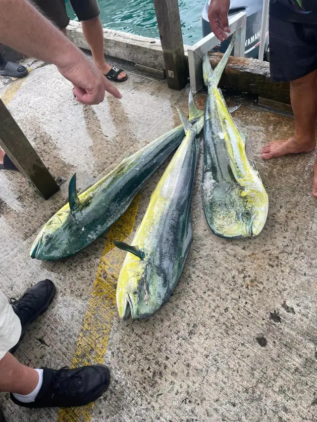Marlin Queen Fishing Charters photo 5