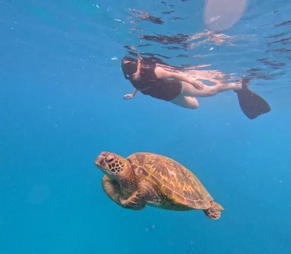 Rarotonga Turtle Tours photo 3