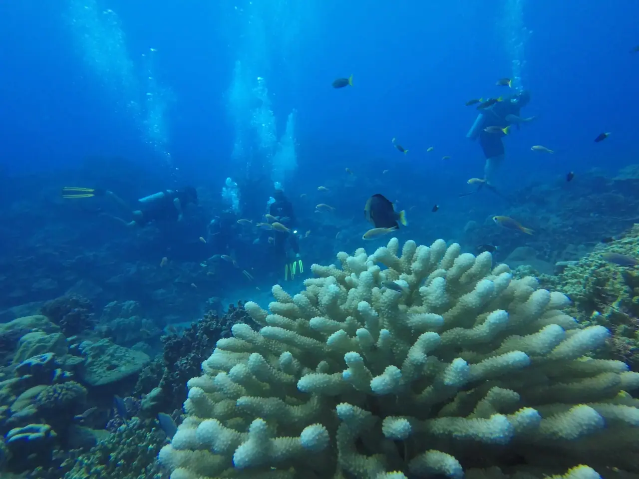 Pacific Divers photo 2