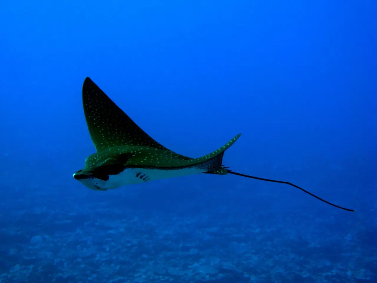Pacific Divers photo 8