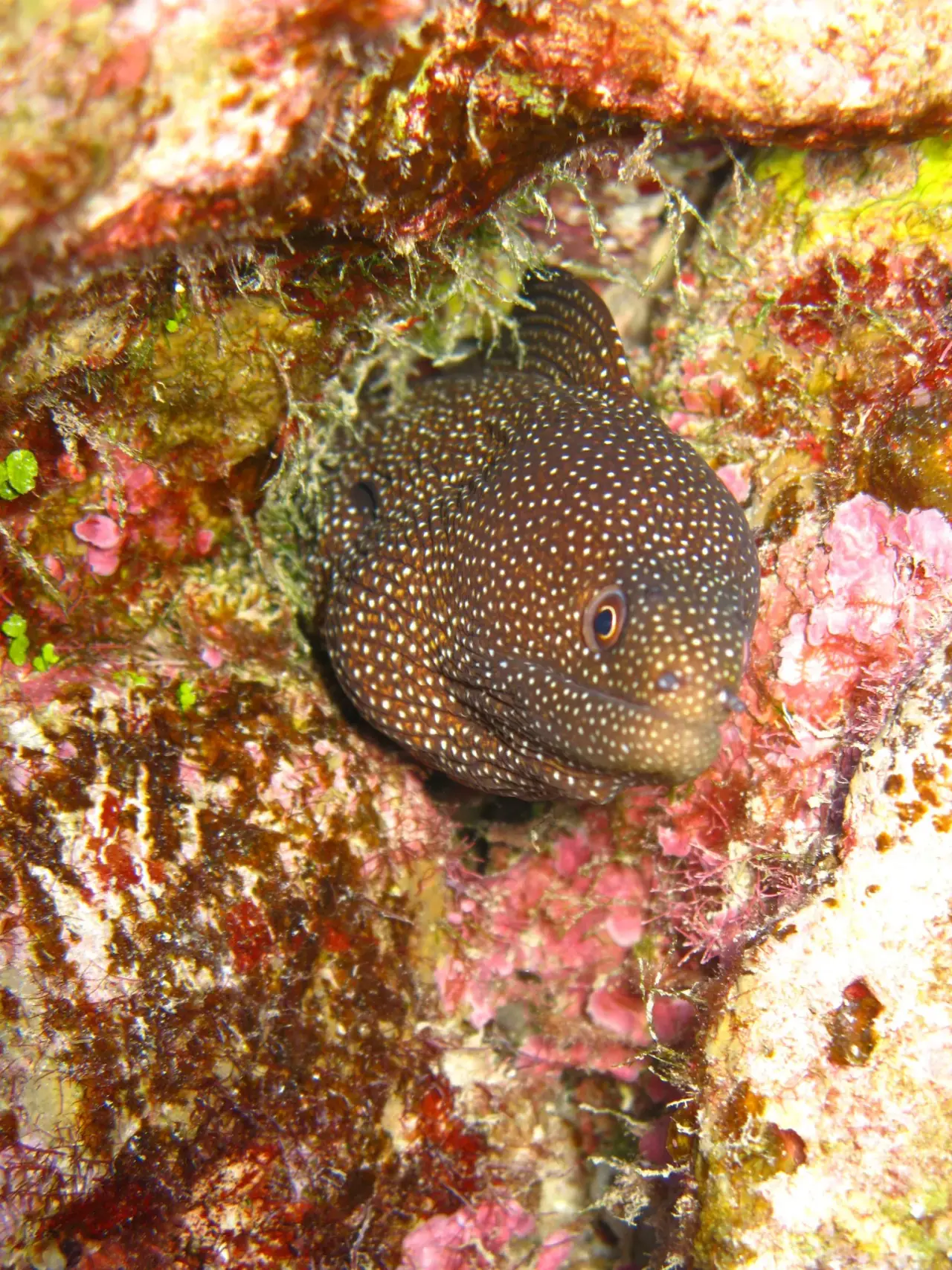 Pacific Divers photo 6