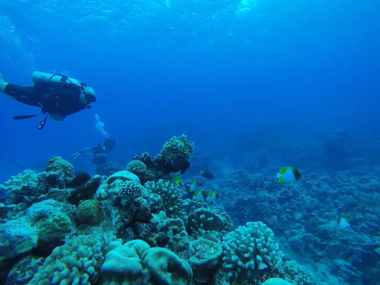 Pacific Divers photo 3