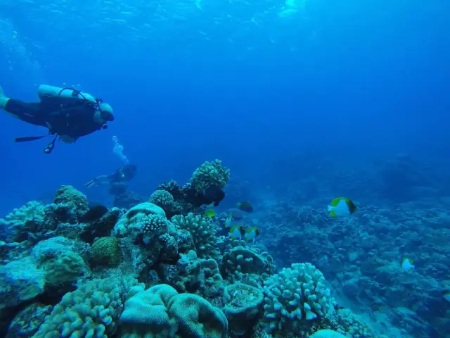 Pacific Divers photo 3