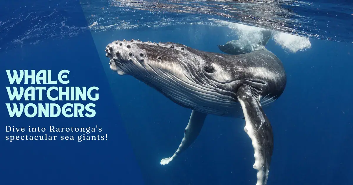 Whale Watching in Rarotonga