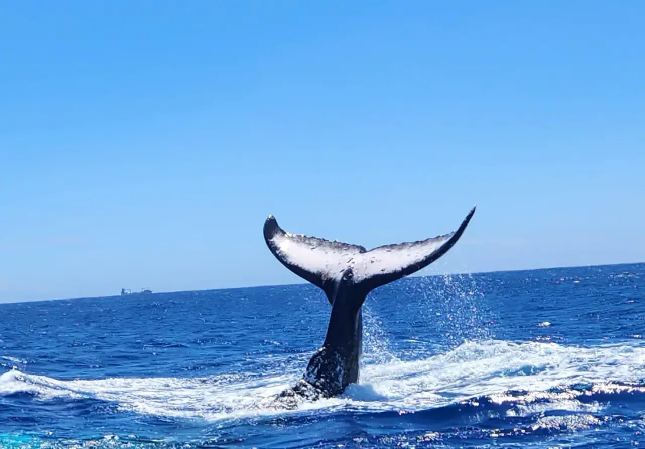 Raro Fishing Charters photo 6