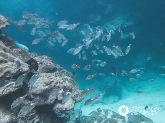 KiteSUP Shipwreck Snorkel Tour photo 4