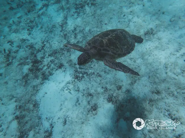 KiteSUP Shipwreck Snorkel Tour photo 2