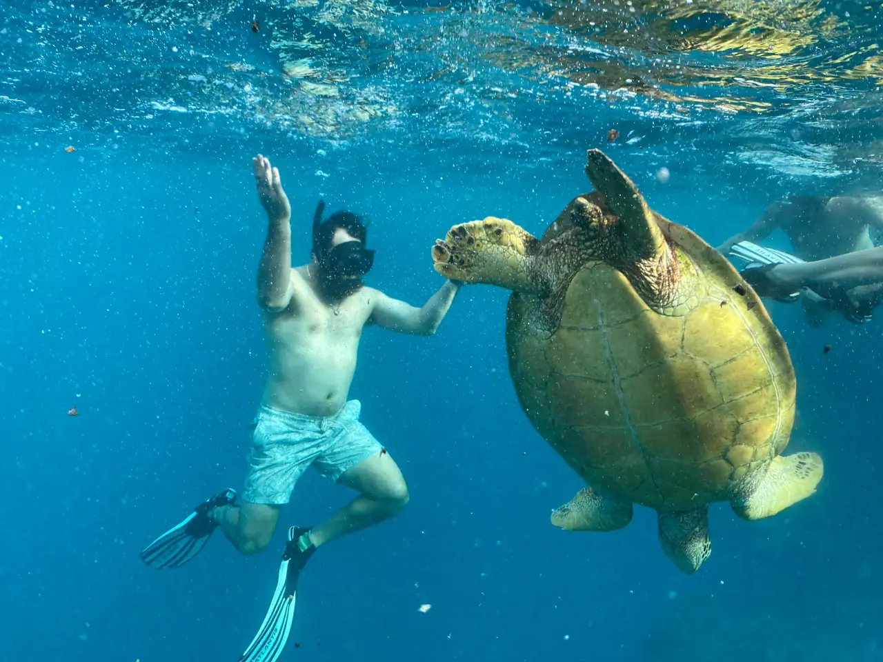 Snorkel Cook Islands photo 9