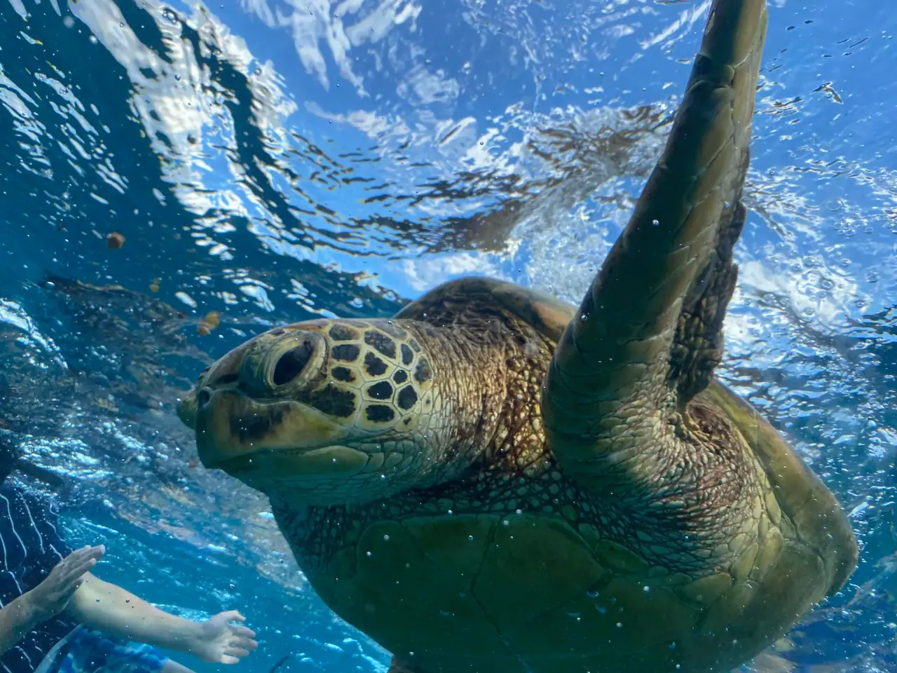 Snorkel Cook Islands photo 8