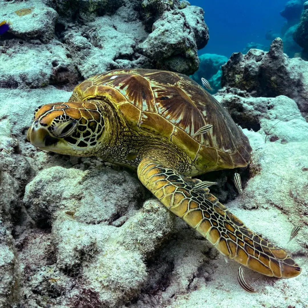 Snorkel Cook Islands photo 7