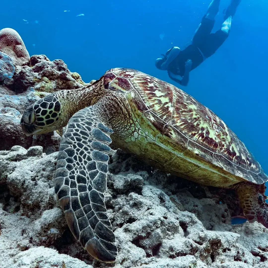 Snorkel Cook Islands photo 6