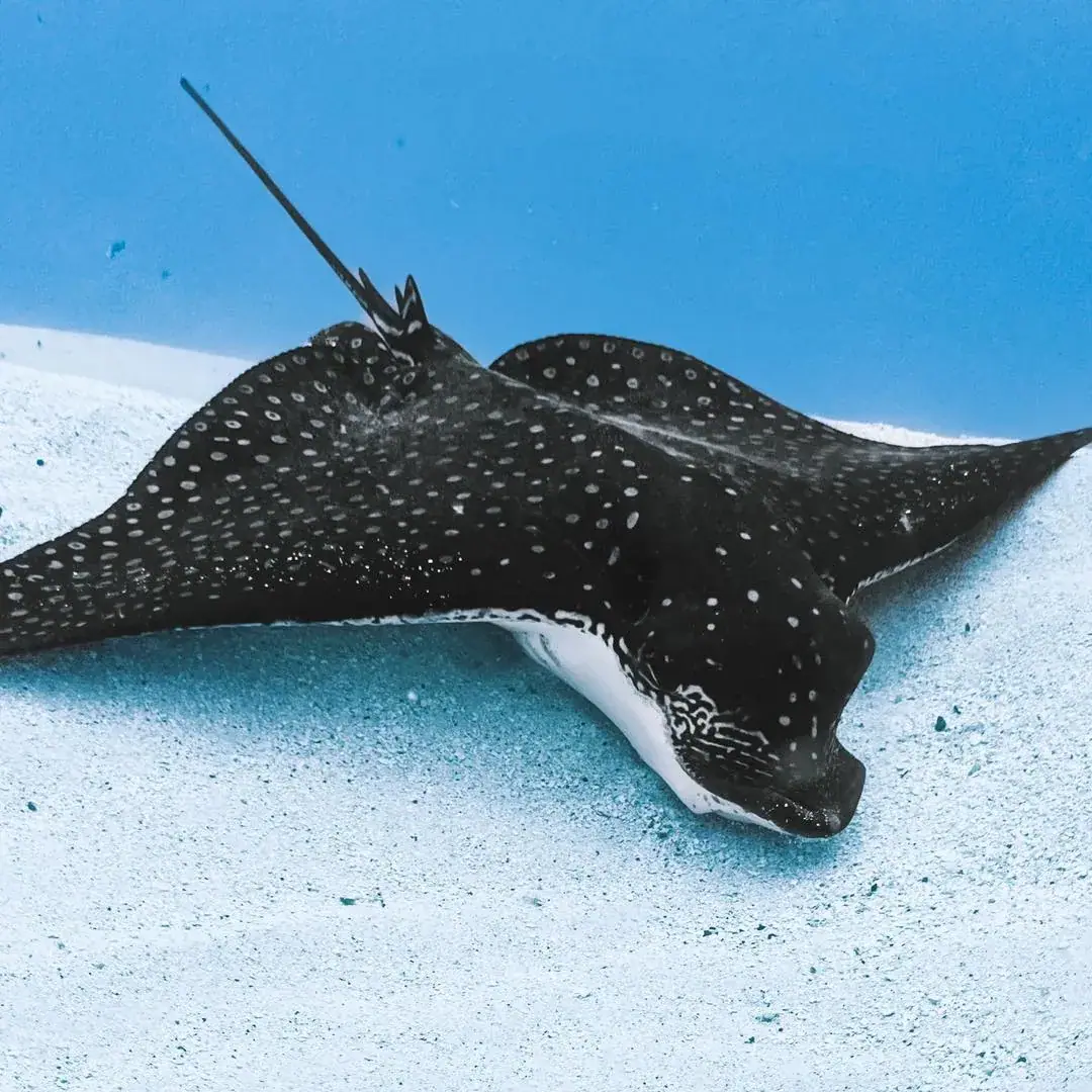Snorkel Cook Islands photo 5