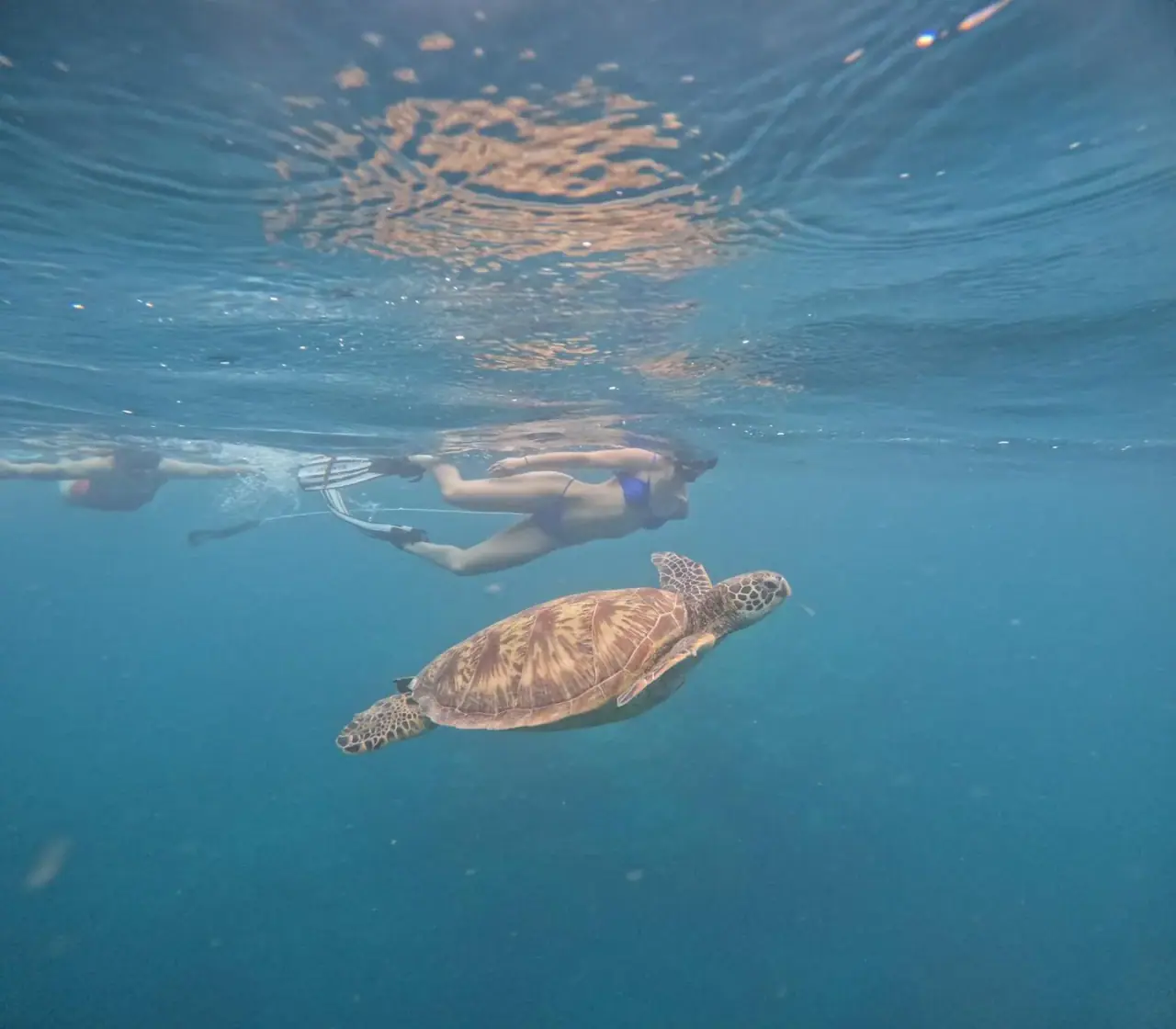 Snorkel Cook Islands photo 4