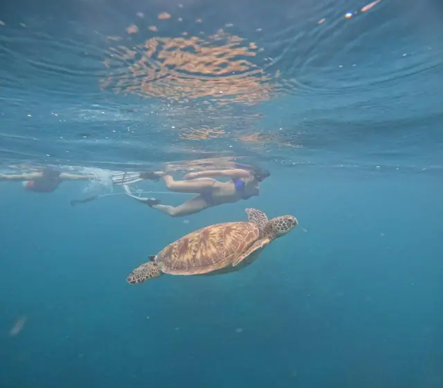 Snorkel Cook Islands photo 4