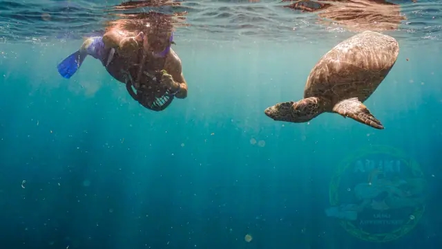 Turtle Sea Scooter Safari with Ariki Adventures photo 4