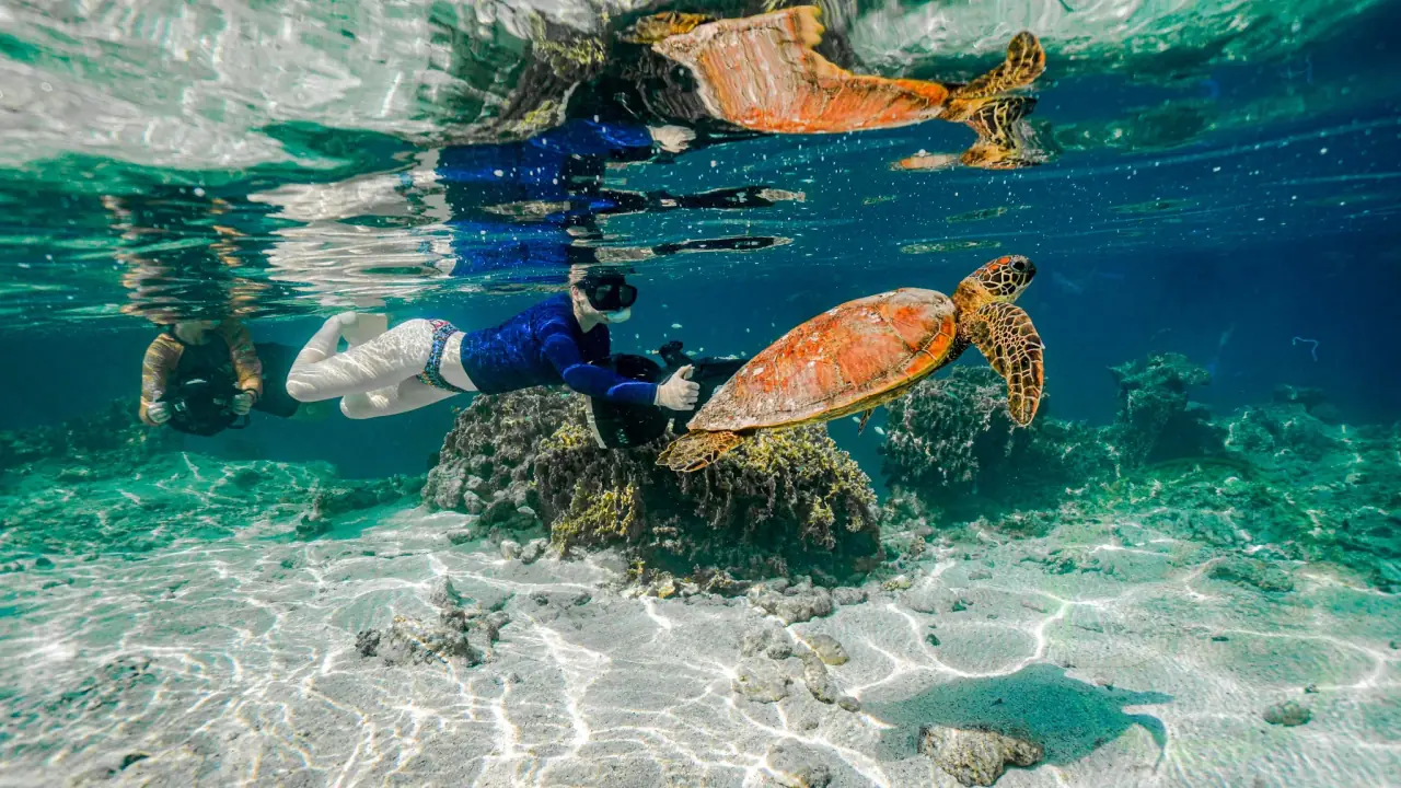 Turtle Sea Scooter Safari with Ariki Adventures photo 2