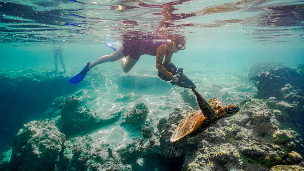 Turtle Sea Scooter Safari with Ariki Adventures photo 3