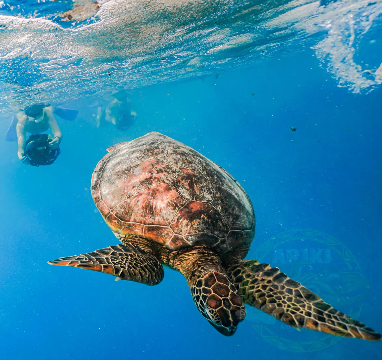 Turtle Sea Scooter Safari with Ariki Adventures photo 8