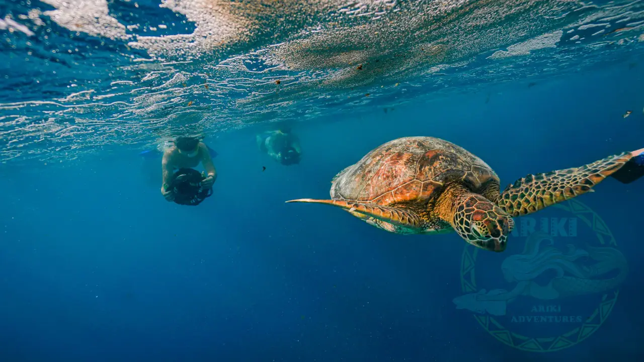 Turtle Sea Scooter Safari with Ariki Adventures photo 7