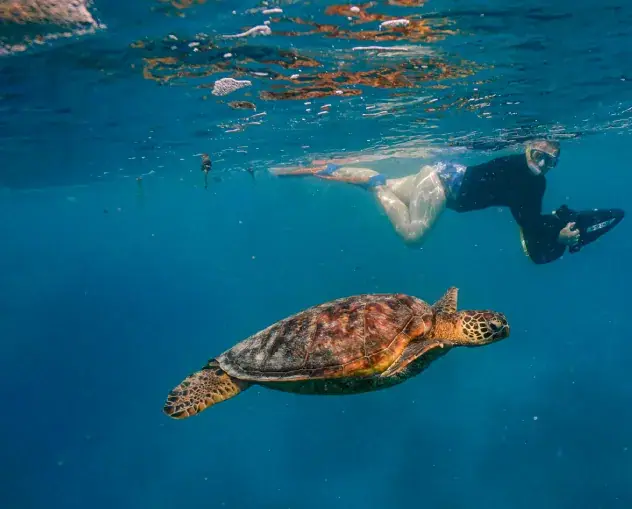 Turtle Sea Scooter Safari with Ariki Adventures