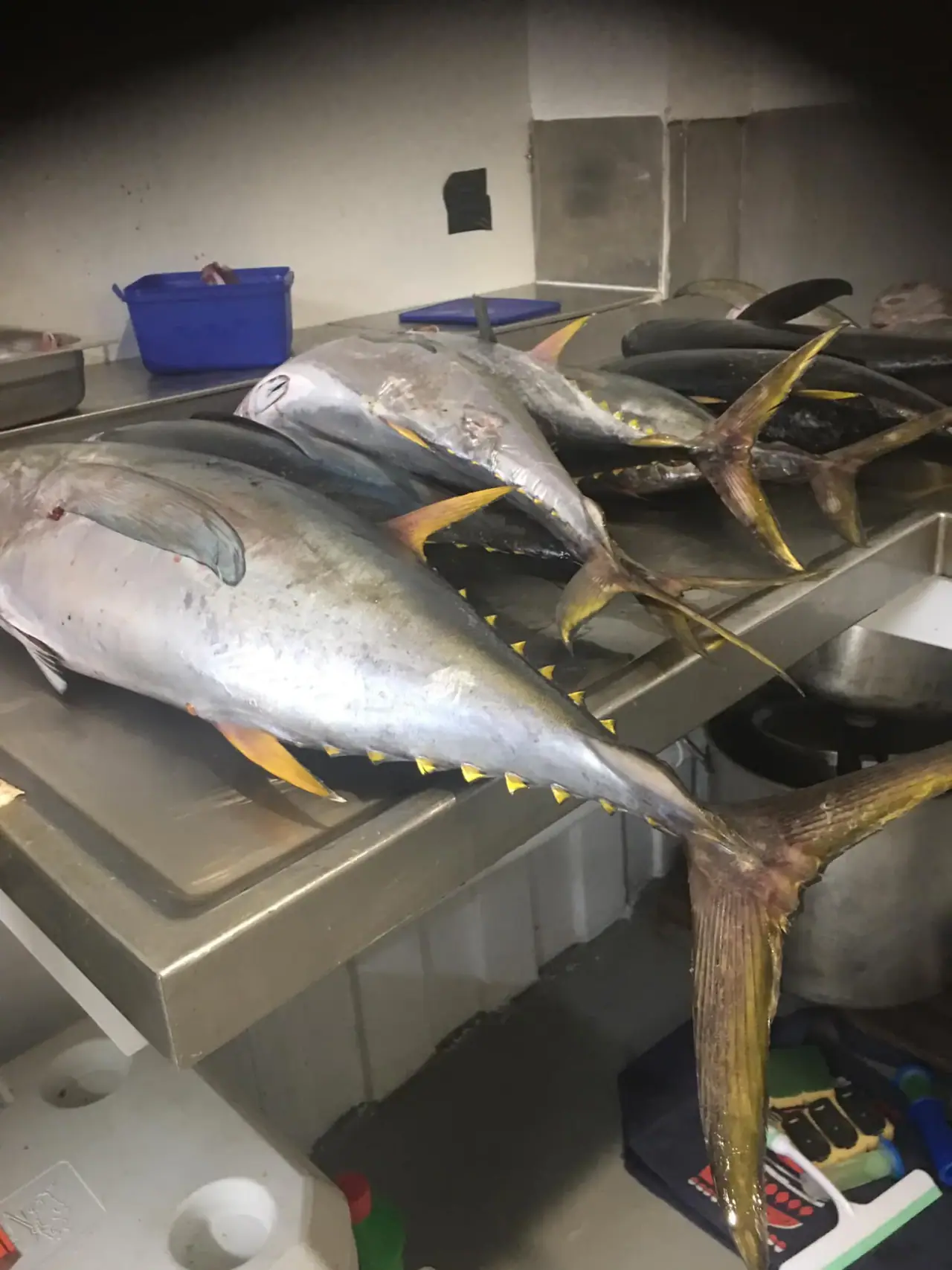 Wahoo Fishing Charters photo 8