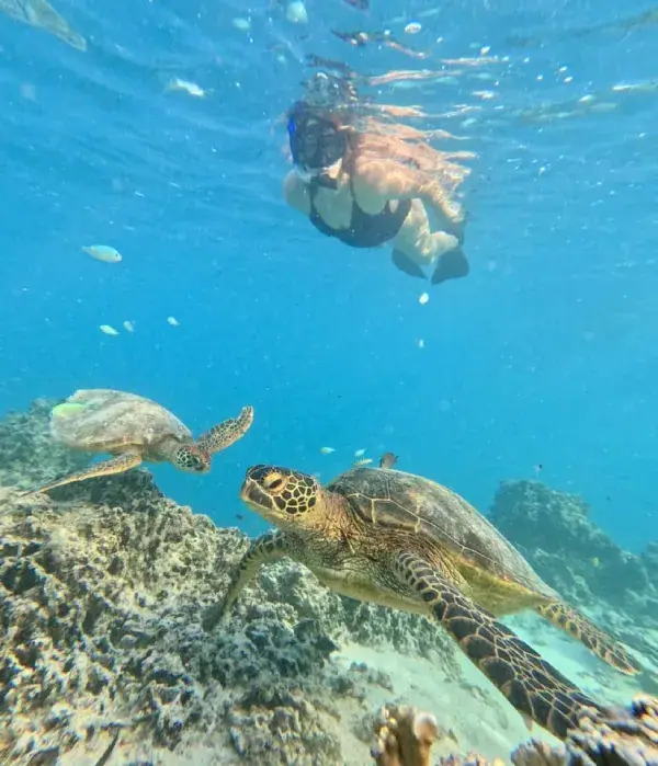 Rarotonga Turtle Tours photo 5