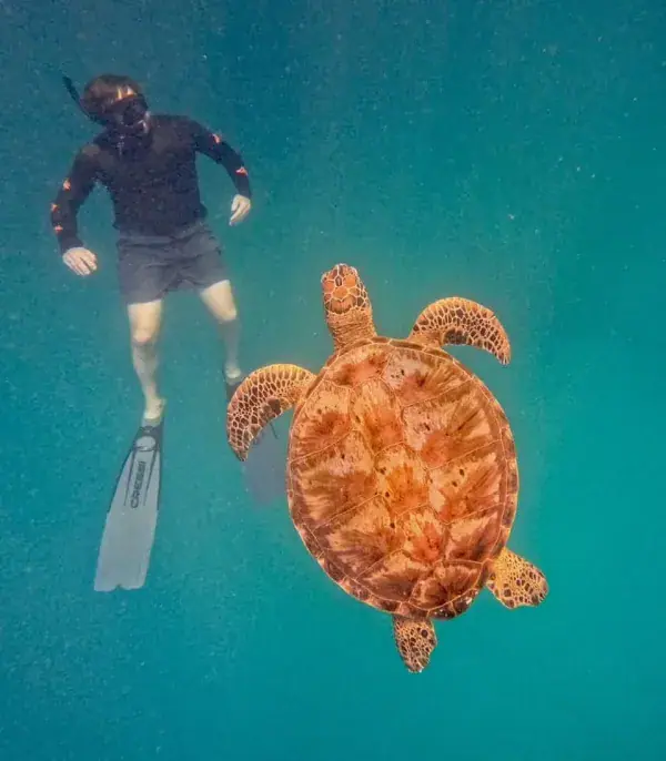 Rarotonga Turtle Tours photo 2